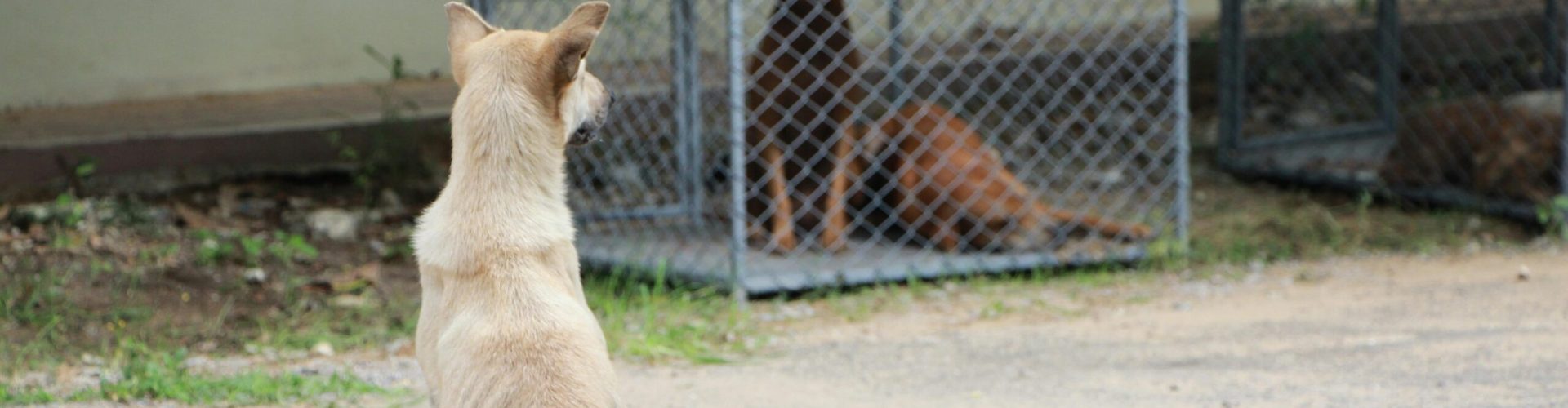 pexels-photo-1350590-1350590 A dog sits outside a cage at an animal shelter, watching other dogs inside, evoking a sense of longing.